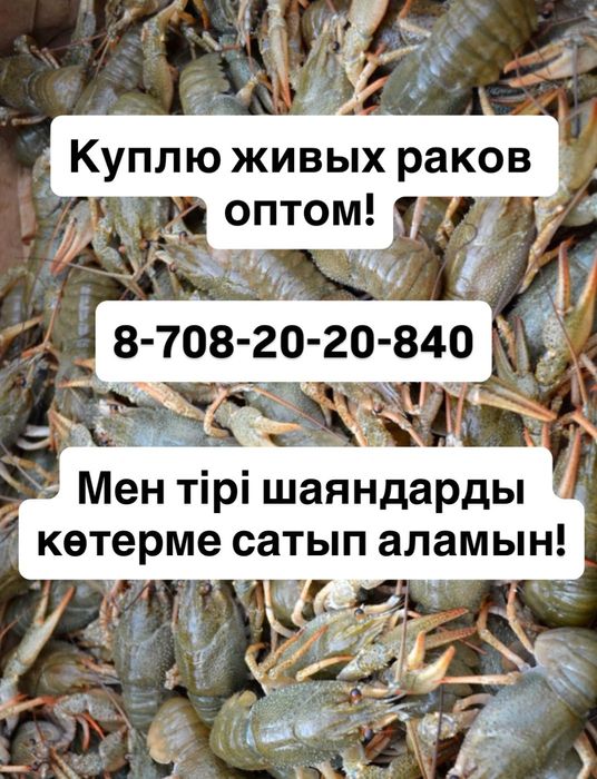 Живые раки оптом