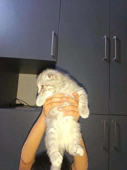 Скоттиш Фолд продаётся