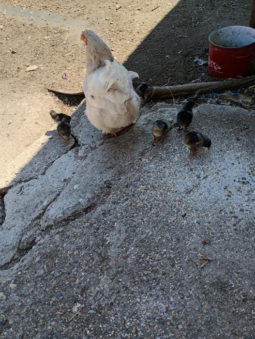 Vând cocoș și găină brahma herminat deschis