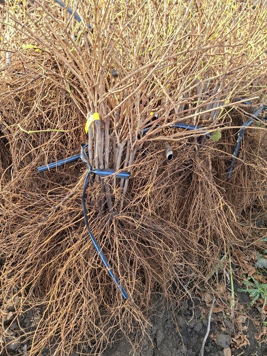 Vând Butași viță de vie Altoita și Hibrida direct de la PRODUCĂTOR