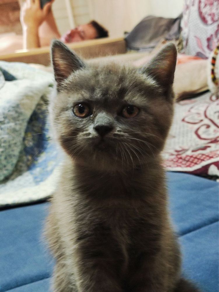 Котята — комочек счастья в ваш дом