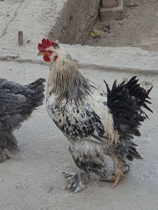 Чиройли ХУРОЗ соглом 1 ёшар Геофизикада