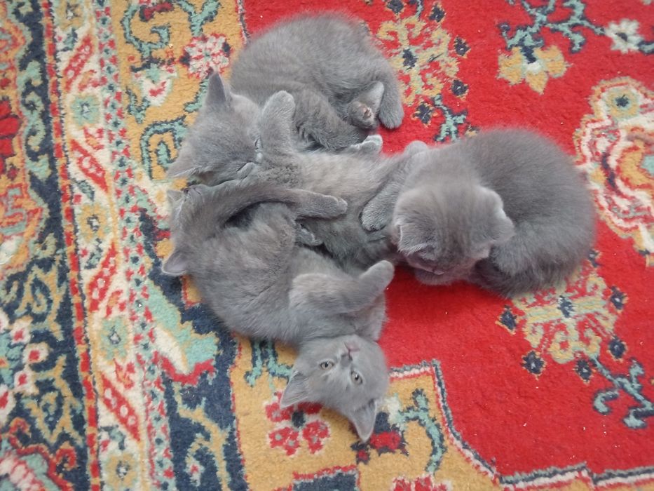 Срочно! Котята шотландские, чистокровные!