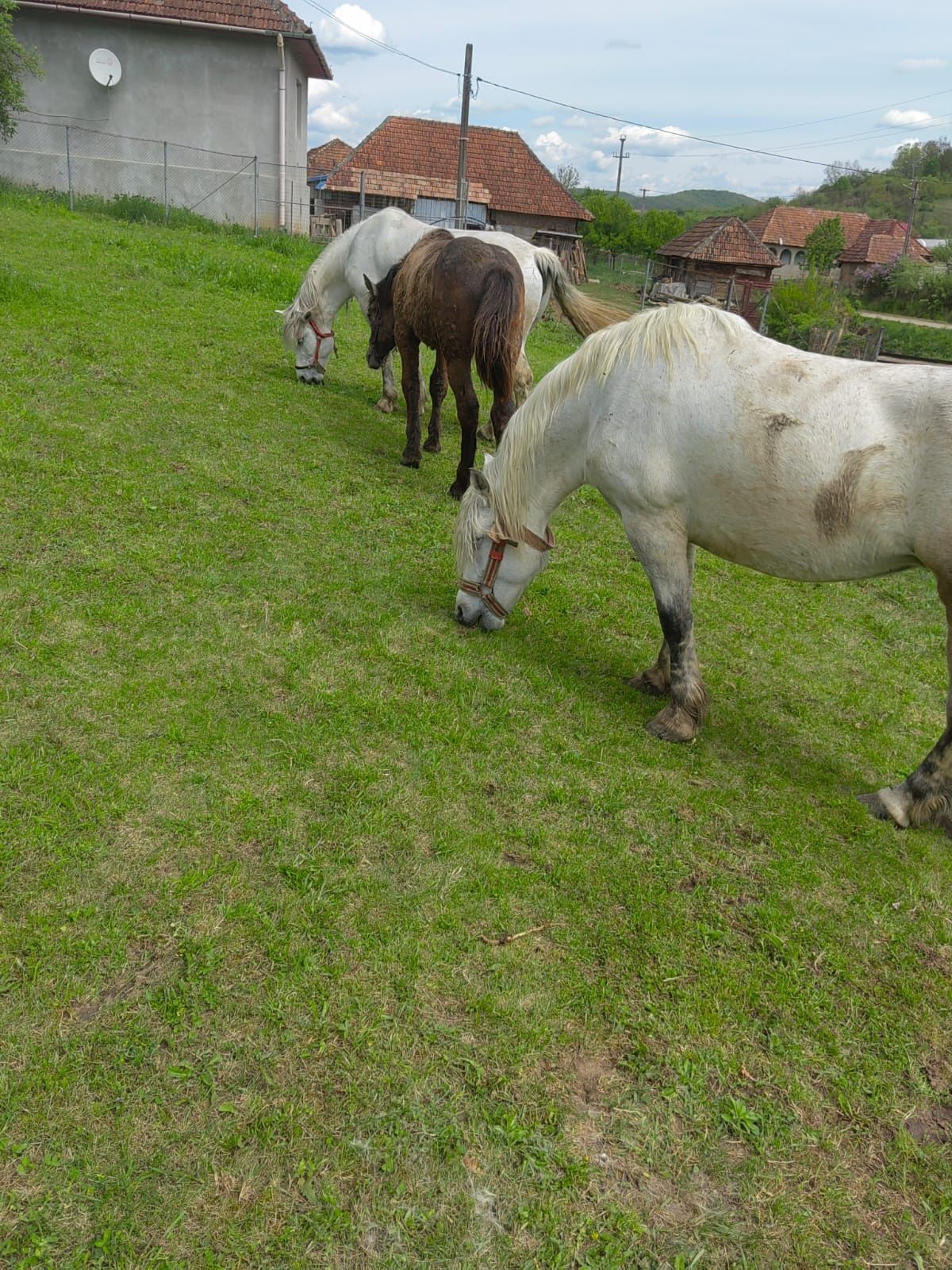 Vînd 2 iepe și nu mînz se vind și sepărat