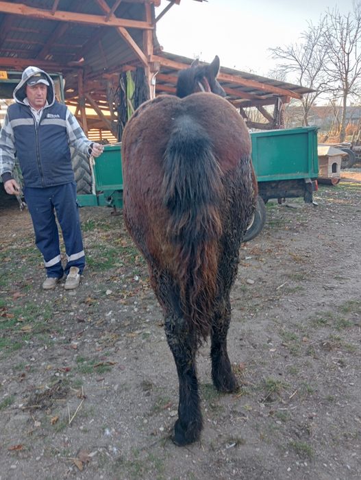 Mânz de 6 luni blând