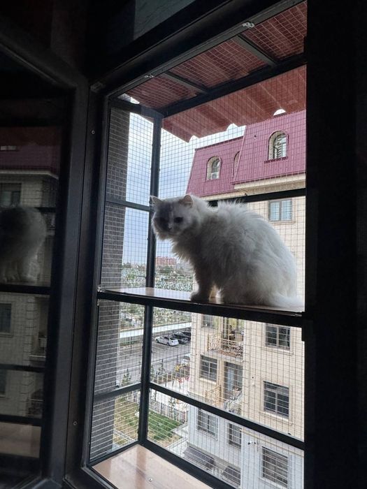 Антикошка и маскитные сетки.