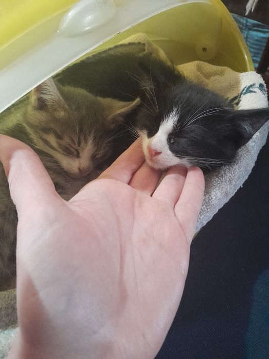 2 маленьких мальчика