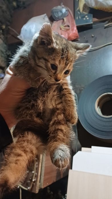 Отдам котят.два красавчика.