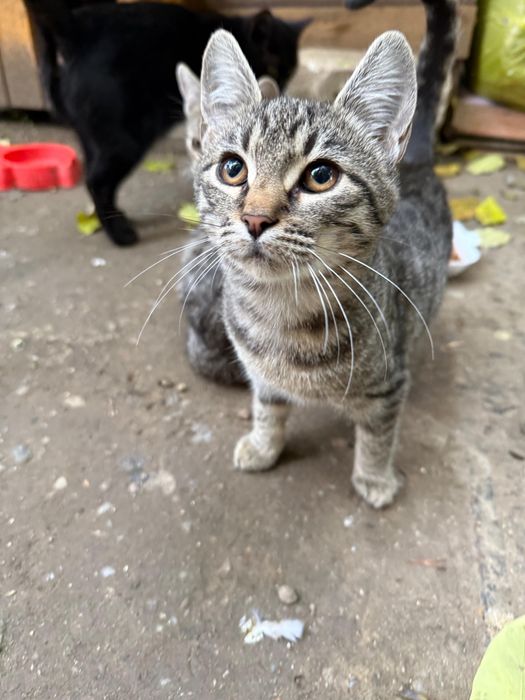 Adopție pisicuțe 3 luni