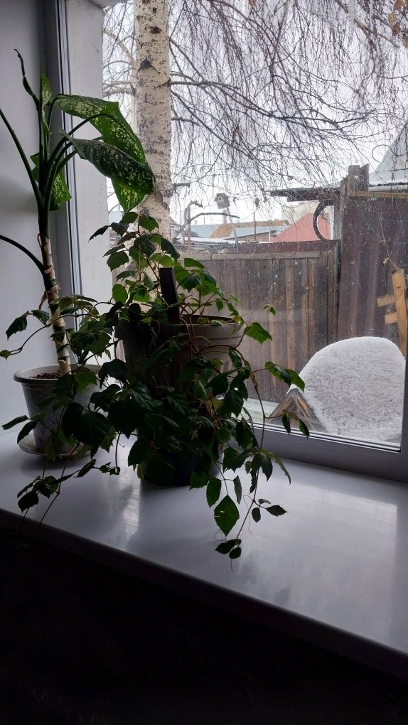 Дом район элеватор