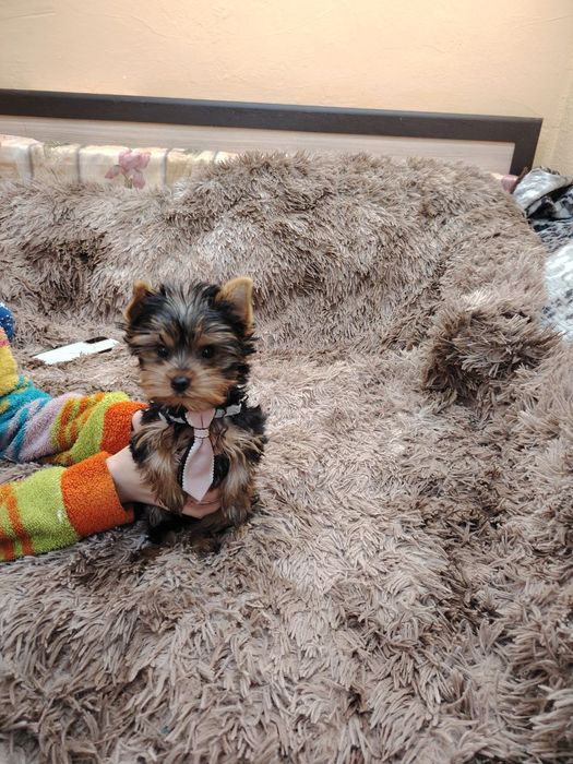 Миник йорк приглашает на вязку