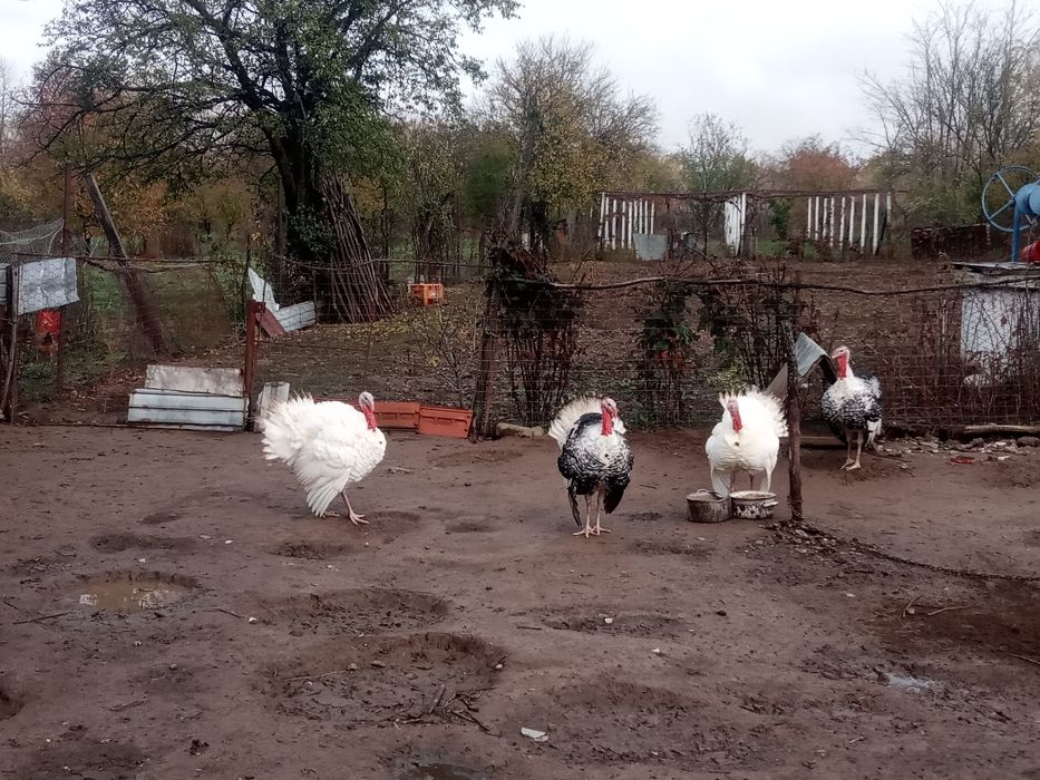 Curci și curcani de vinzare