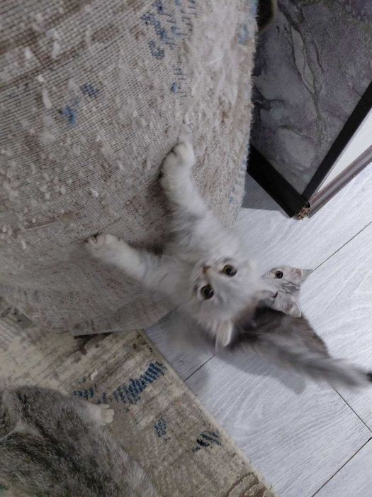 Продаются котята фолд с очень красивым окрасом