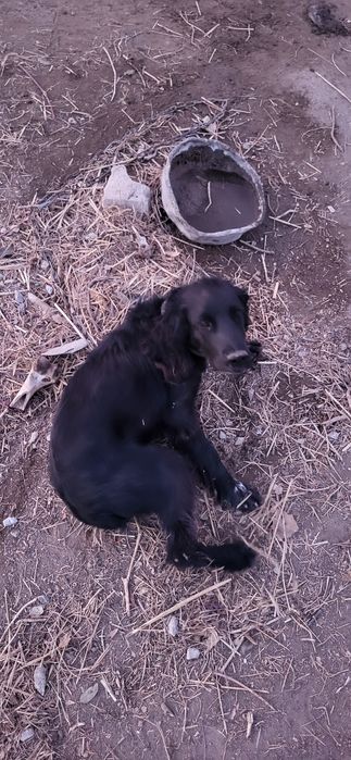 Охотничий спаниель кушик