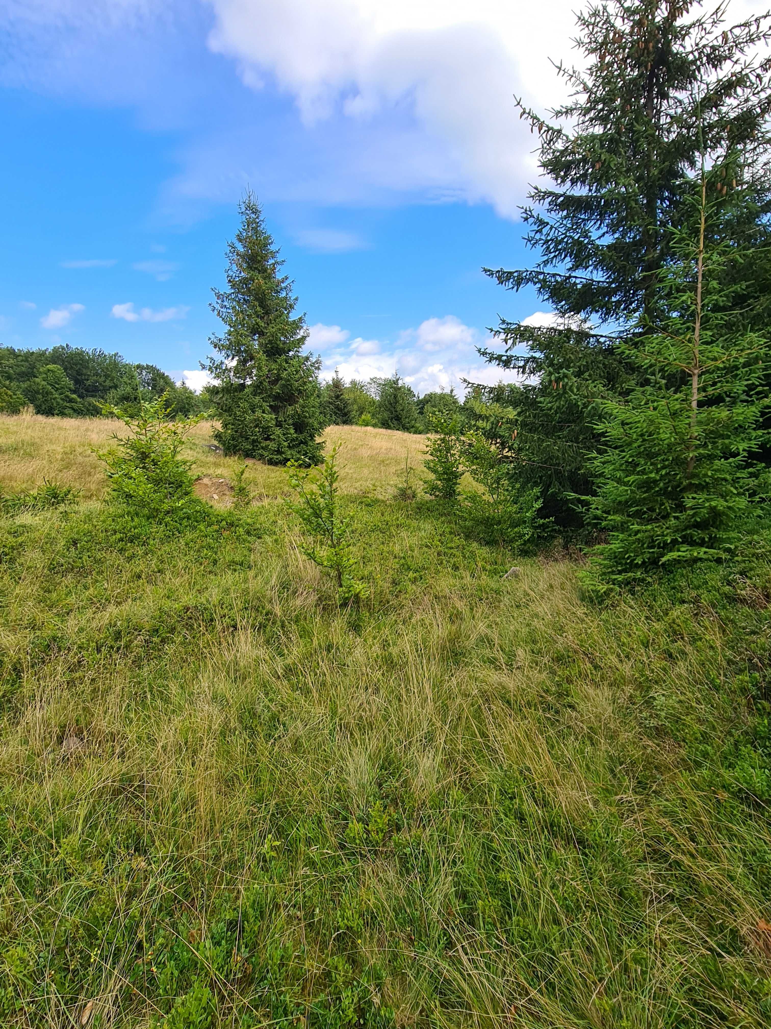 Teren Breb Maramures