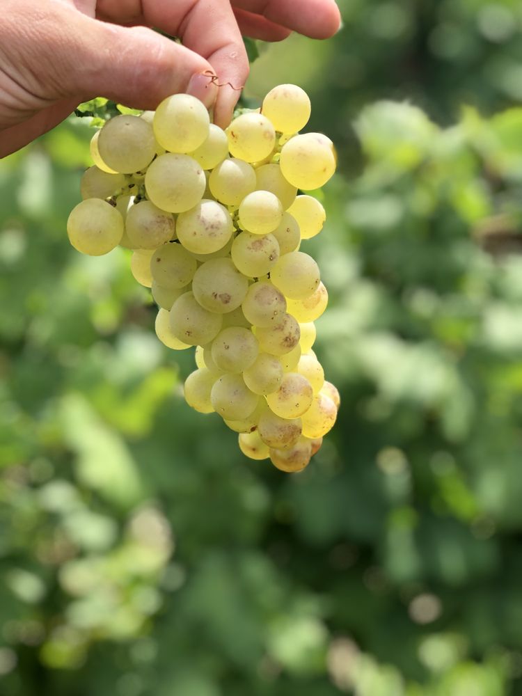 Vând struguri de vin producție 2023