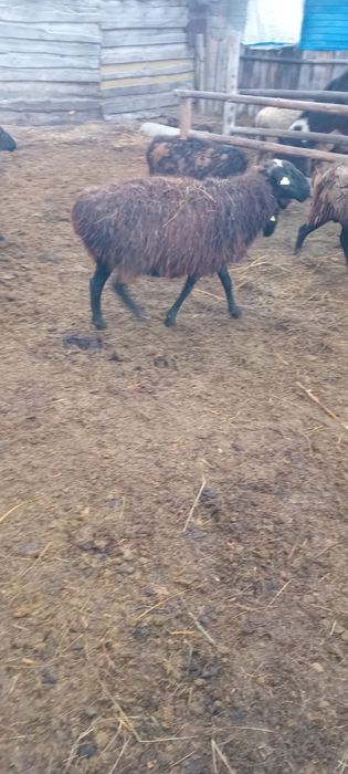 Бараны на продажу, 5–6 лет (с. Малиновка, Щербакты)