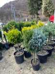 Verdeață luxuriantă cu plante ornamentale selecționate!