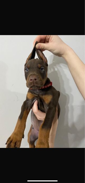 Готовы на бронь дети добермана