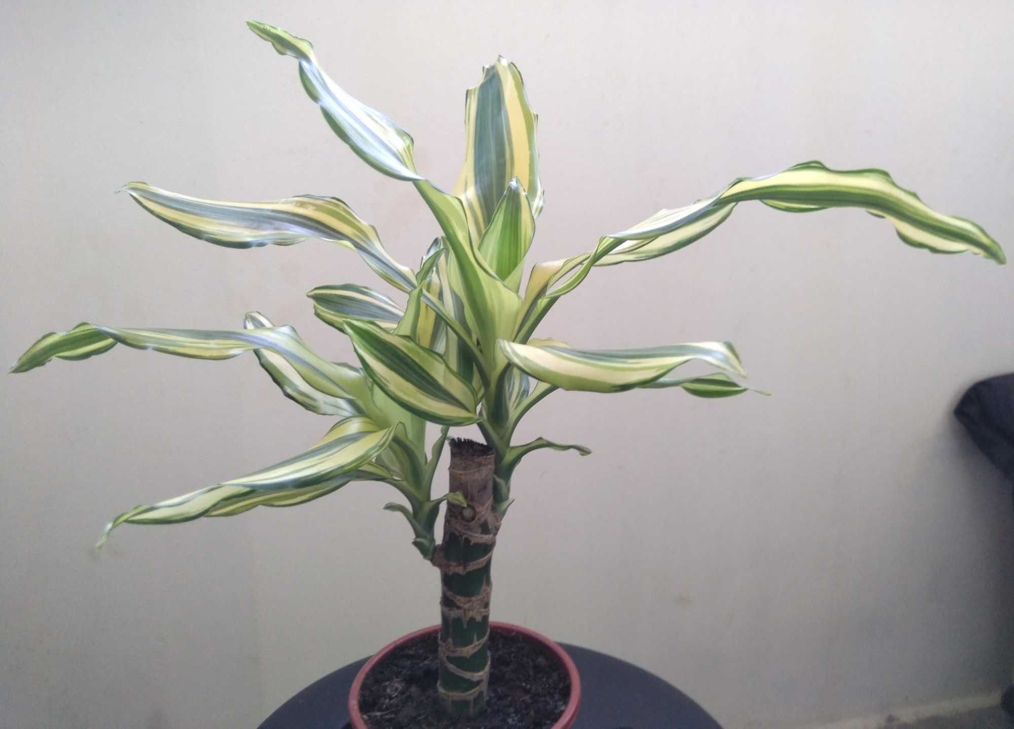 Palmier bicolor Dracaena Fragrans Yellow Coast inaltime 33cm diam 37cm