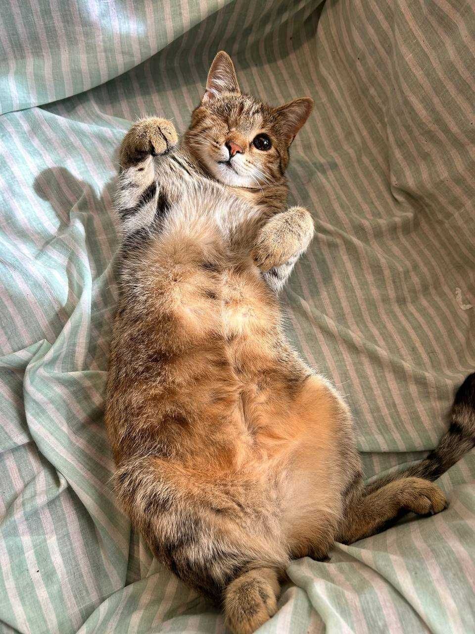 Гризли (коте) си търси дом