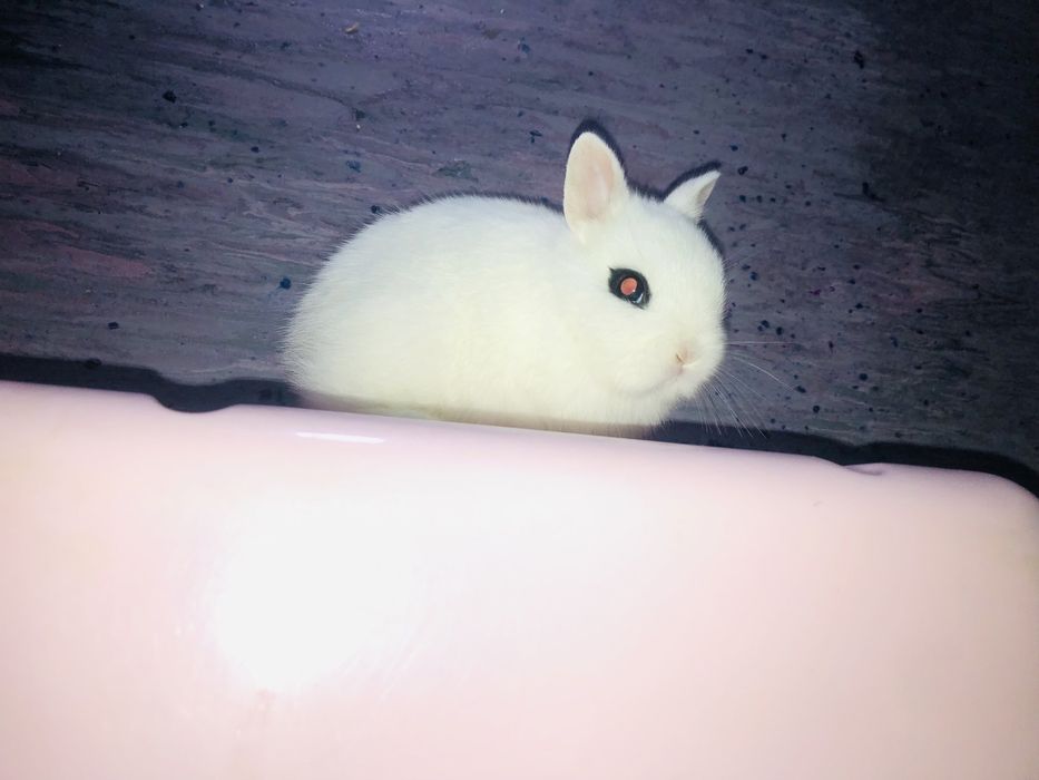 Karlik dekaretivni quyonchala sotiladi