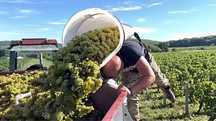 Vand struguri de vin