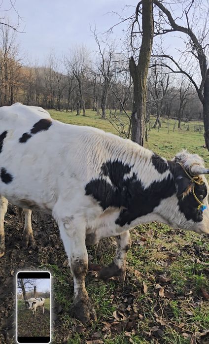 Taur simmental/holstein tanar de reproductie