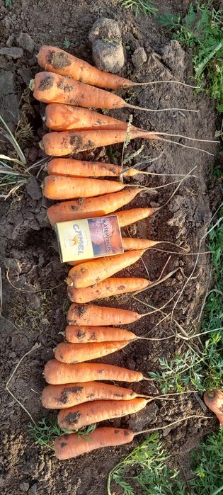 Морковь продам Кентон