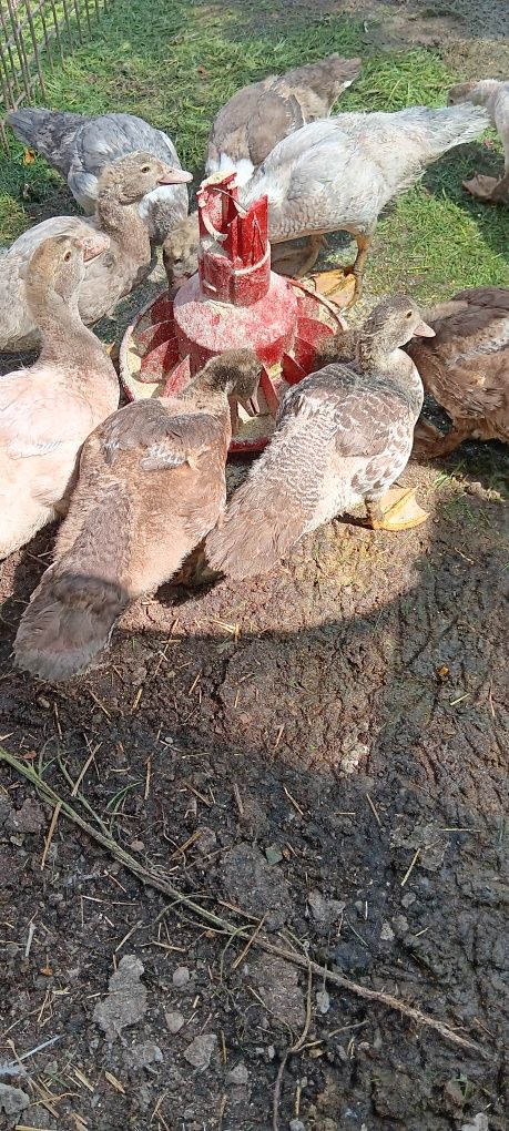 Boboci de rata muta leseasca