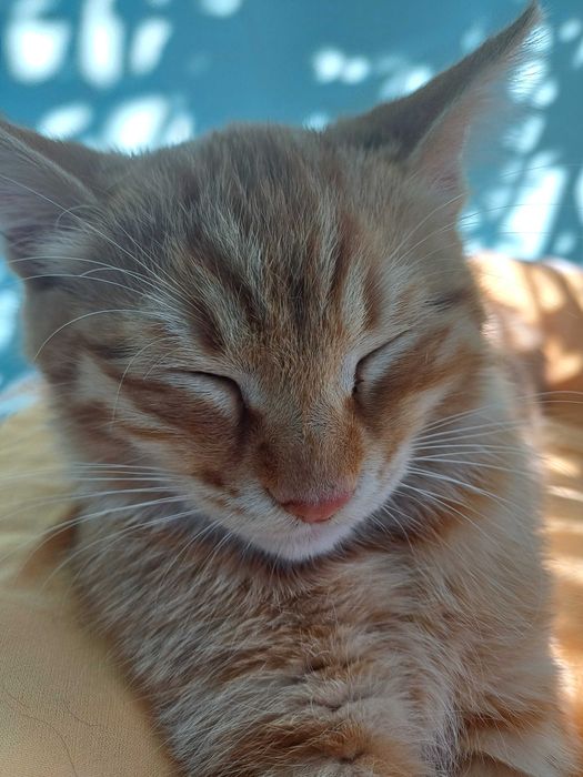 Две котета си търсят дом