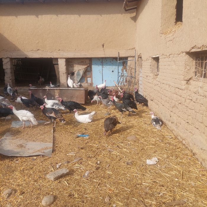 Kurakalar sotiladi Tuxum qoʻyiwi bowlagan