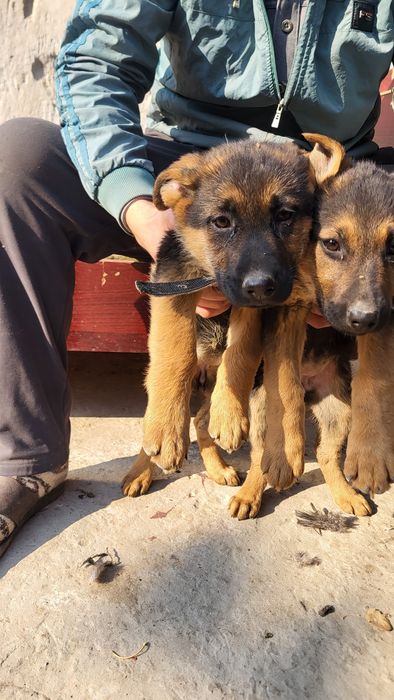 Nemiski afcharka 2 oylik