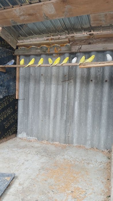 Vand sau schimb perusi