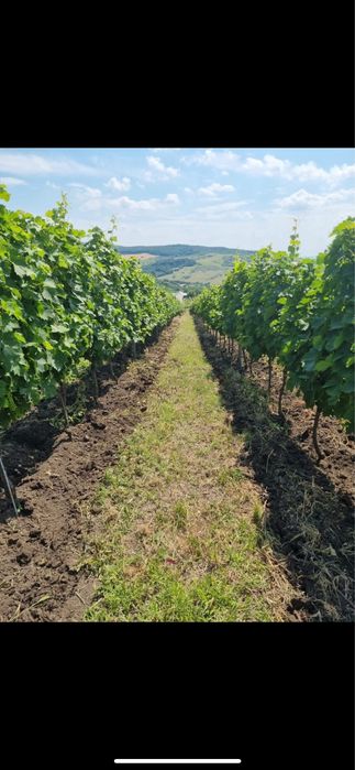 vand struguri de vin productie 2025 producator de 12 hectare de vie
