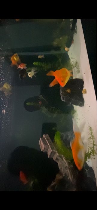 Золотые рыбки комета крупные