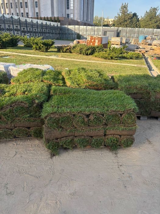 Елки  голубая ель новогодняя ёлка голубая доставка до вашего двери