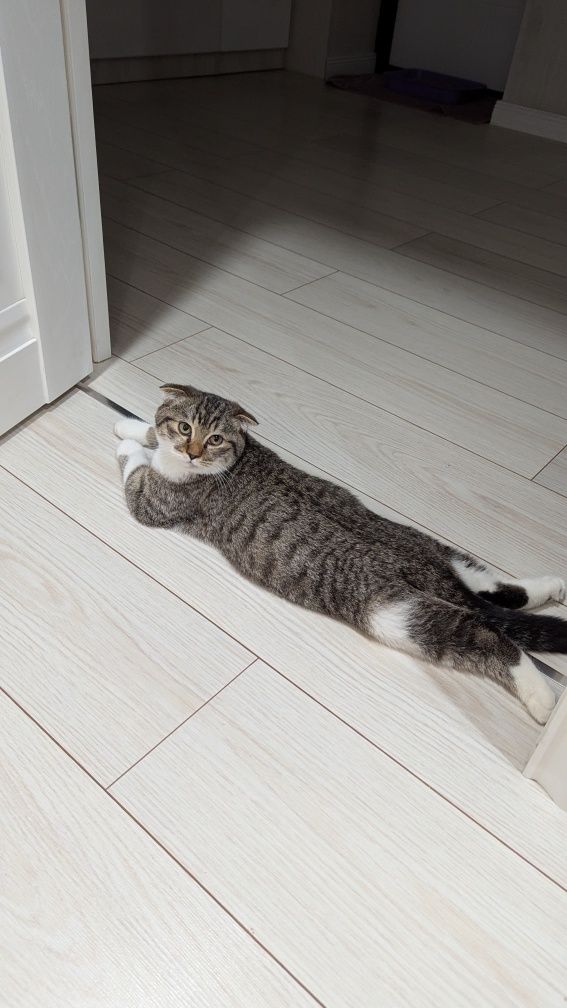Кот 9-10 месяцев