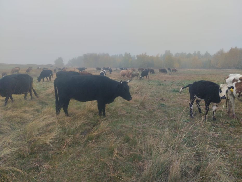 Продам тёлок Село Азат