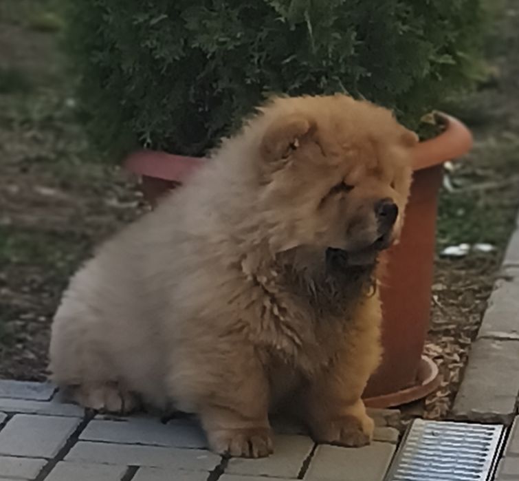 CHOW CHOW rosu cu pedigree
