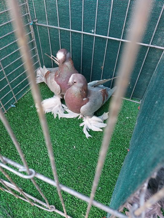 Jucatori de Botosani de vanzare