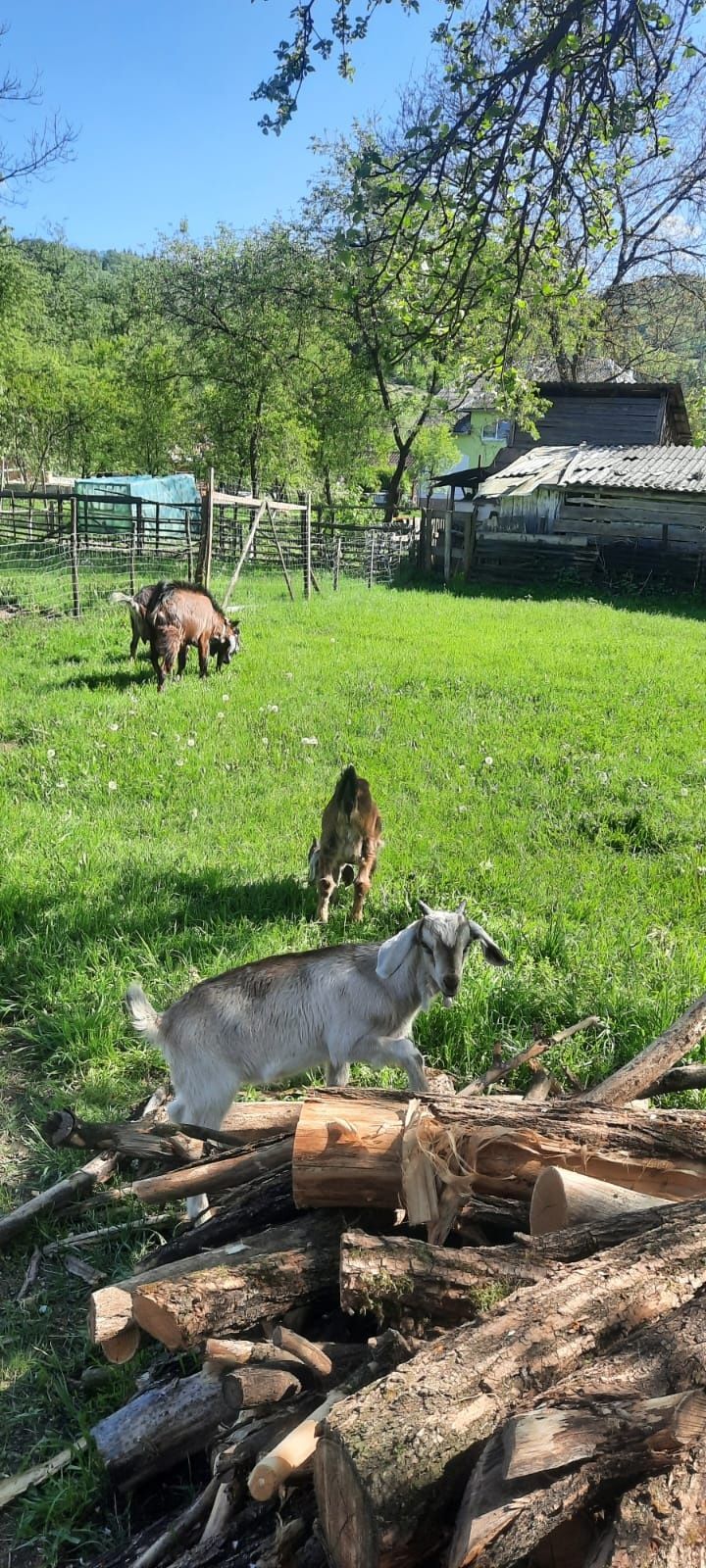 Vând iezi pentru sacrificat