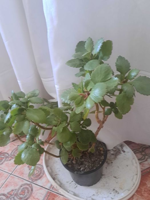 Vand flori Leandrii
