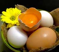 Oua de casa de la găini crescute cu hrana bio