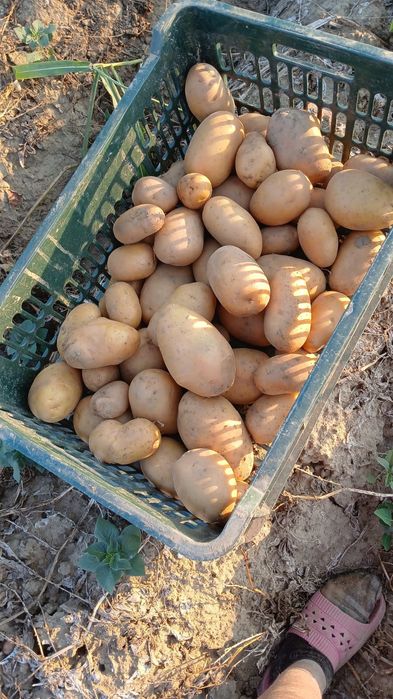 Cartofi consum carera fabula