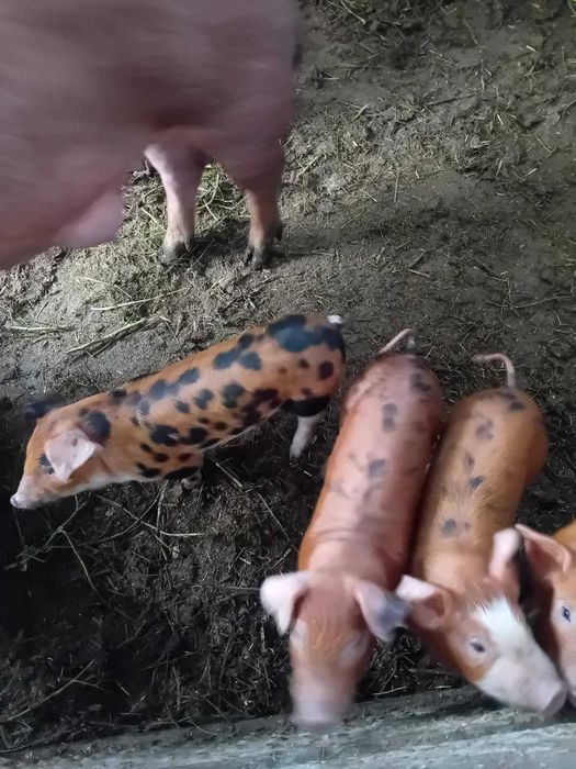 малки прасенца дюрок