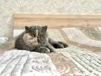 Чистокръвна екзотична персийска котка на 3г си търси дом
