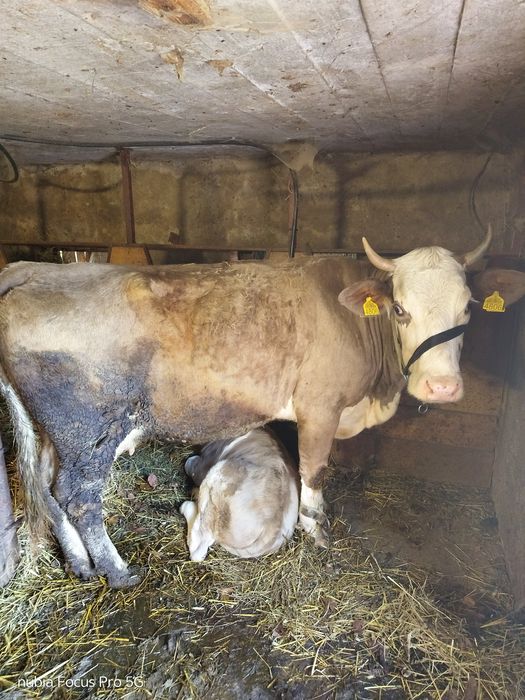 Vacă Brună vârsta de 5 ani