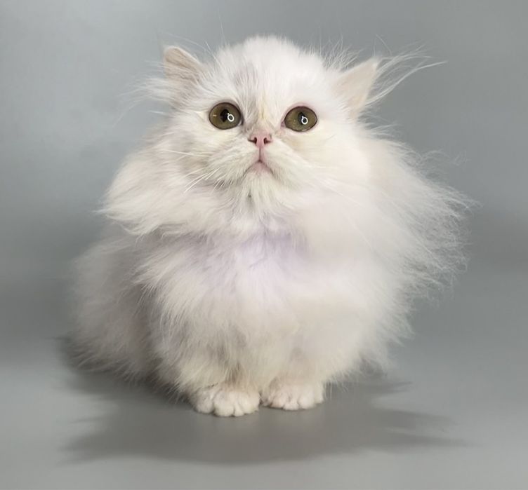 Продается котенок