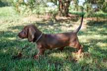 Teckel dachshund standard, păr scurt, pedigree FCI